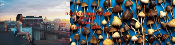 стафф Богданович