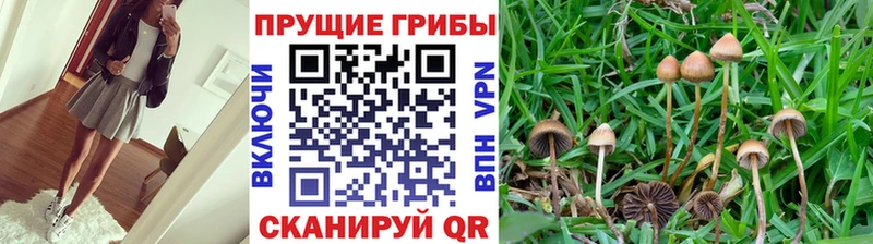 Псилоцибиновые грибы Psilocybine cubensis  Нариманов 